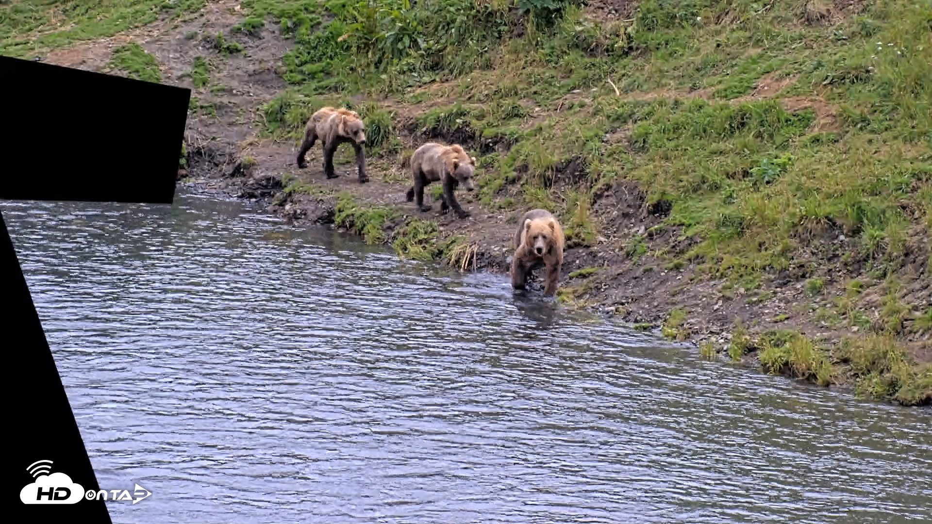 Snapshot of Kodiak Alaska Brown Bears Live Webcam taken Aug 11, 2026, 4:46pm AKDT