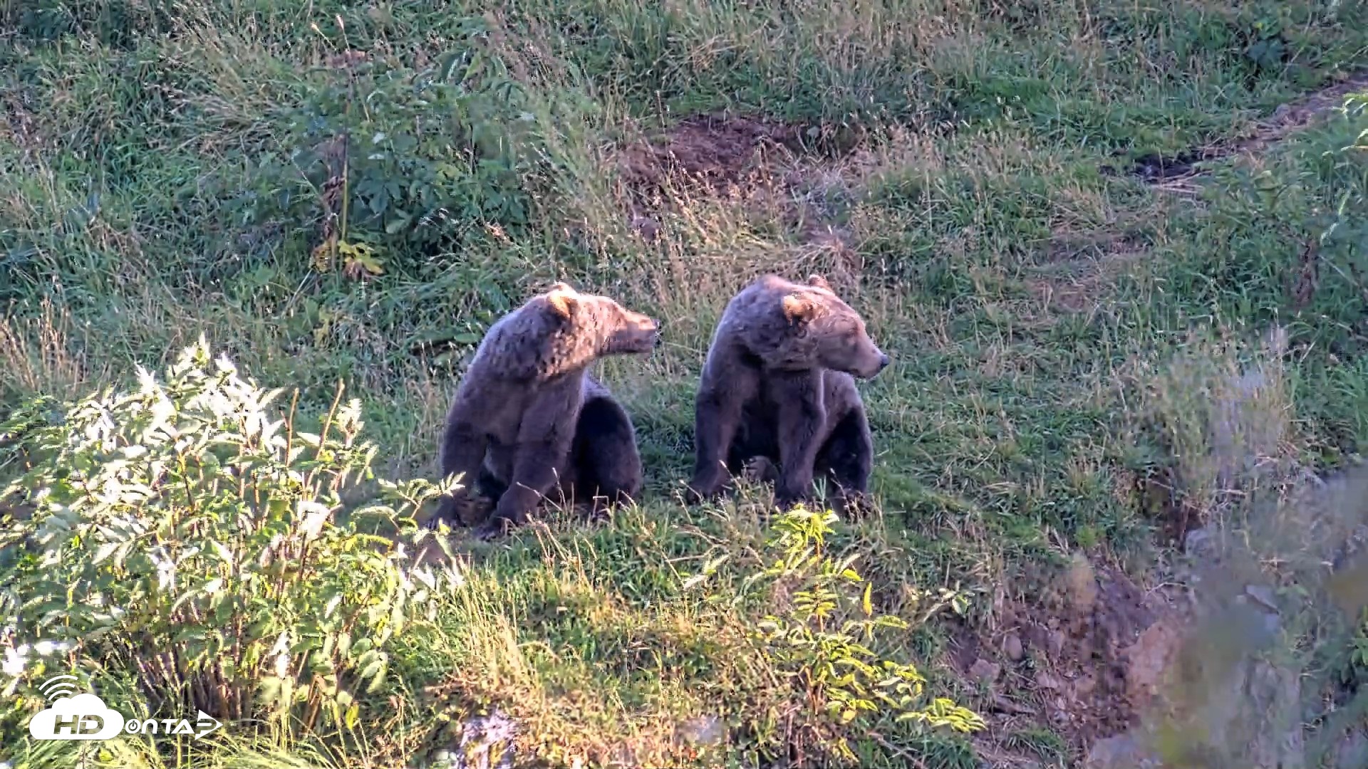 Snapshot of Kodiak Alaska Brown Bears Live Webcam taken Aug 26, 2026, 7:46pm AKDT