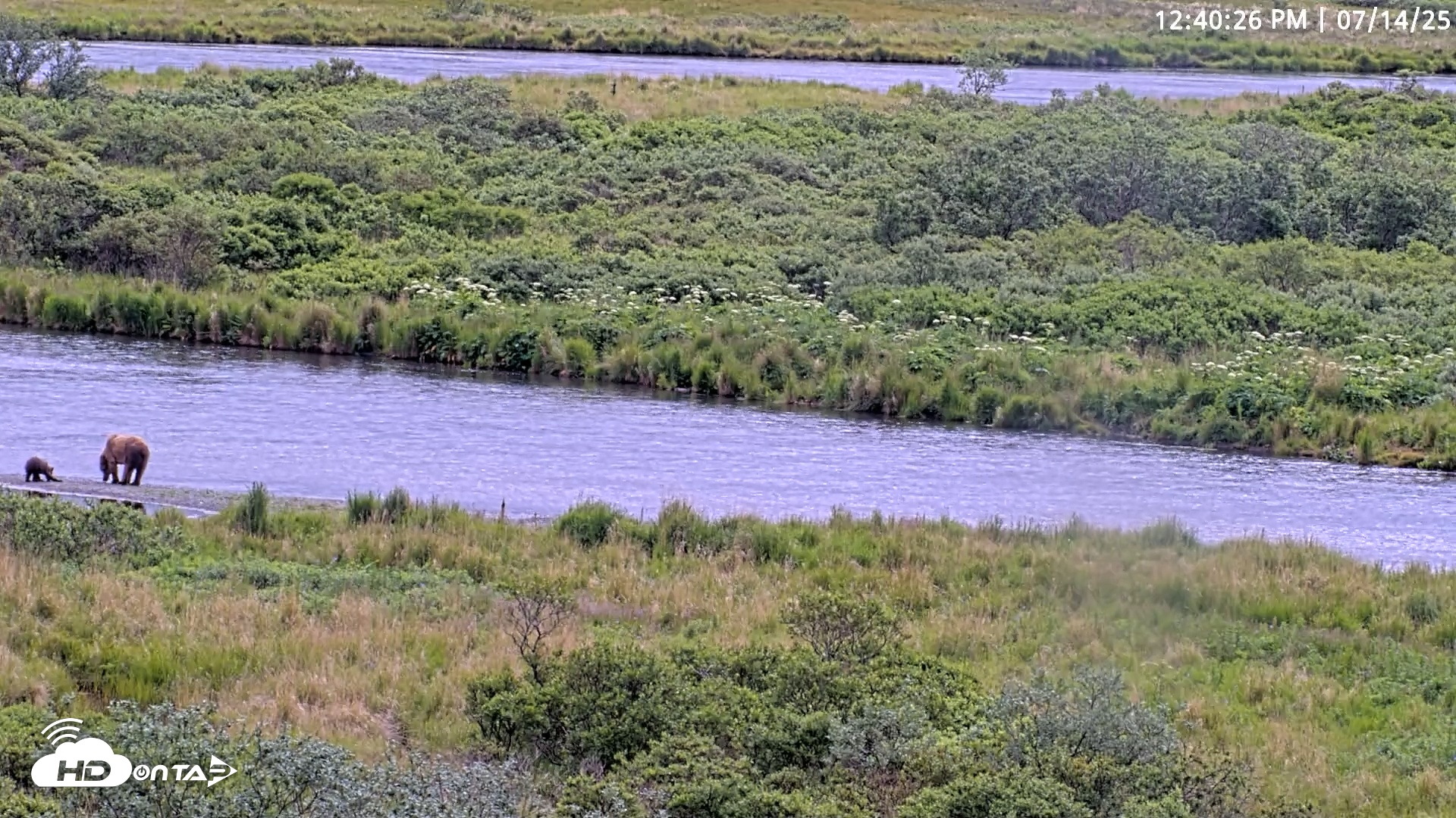 Snapshot of Kodiak Alaska Brown Bears Live Webcam taken Jul 14, 2025, 12:41pm AKDT
