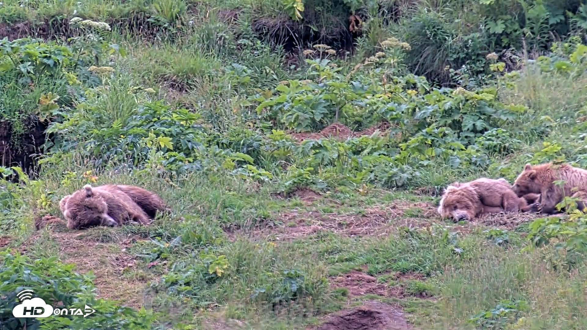 Snapshot of Kodiak Alaska Brown Bears Live Webcam taken Aug 6, 2026, 8:04pm AKDT