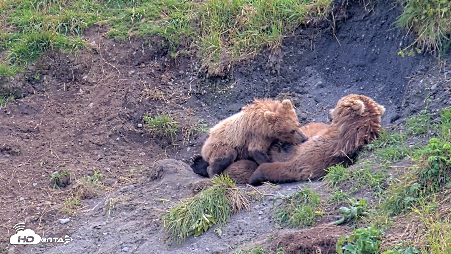 Snapshot of Kodiak Alaska Brown Bears Live Webcam taken Aug 9, 2026, 3:49pm AKDT