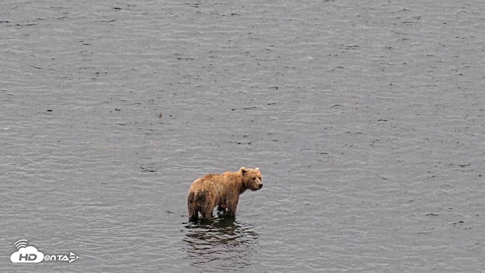 Snapshot of Kodiak Alaska Brown Bears Live Webcam taken Aug 10, 2026, 11:53am AKDT