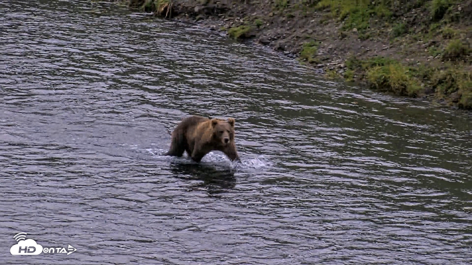 Snapshot of Kodiak Alaska Brown Bears Live Webcam taken Aug 20, 2026, 8:50pm AKDT