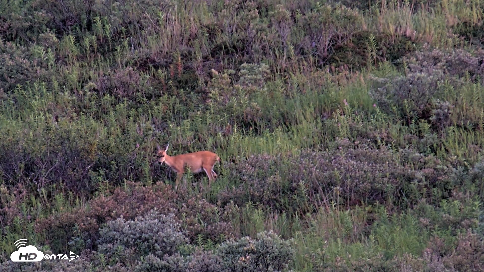 Snapshot of Kodiak Alaska Brown Bears Live Webcam taken Aug 26, 2026, 9:24pm AKDT