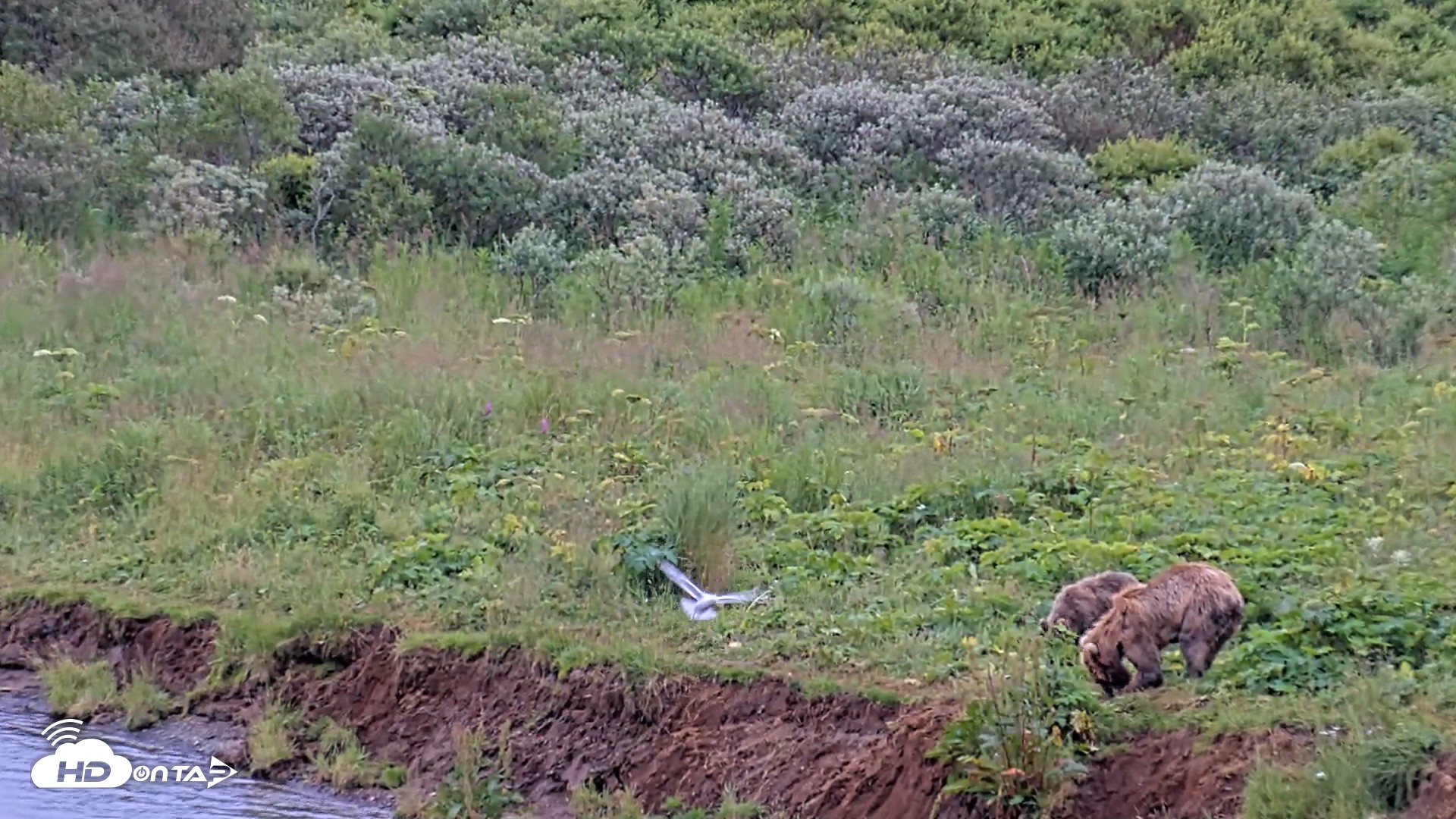 Snapshot of Kodiak Alaska Brown Bears Live Webcam taken Aug 10, 2026, 6:29pm AKDT