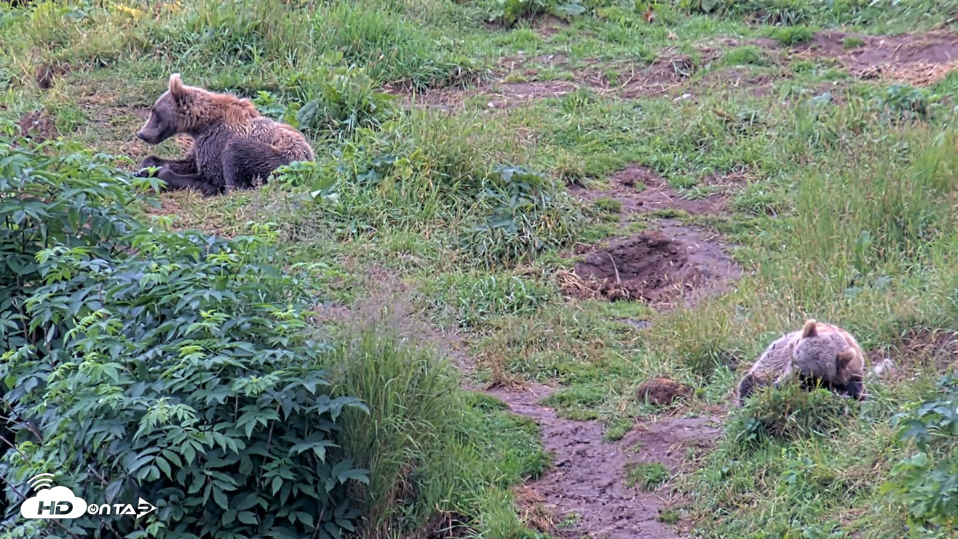 Snapshot of Kodiak Alaska Brown Bears Live Webcam taken Aug 13, 2026, 11:44am AKDT