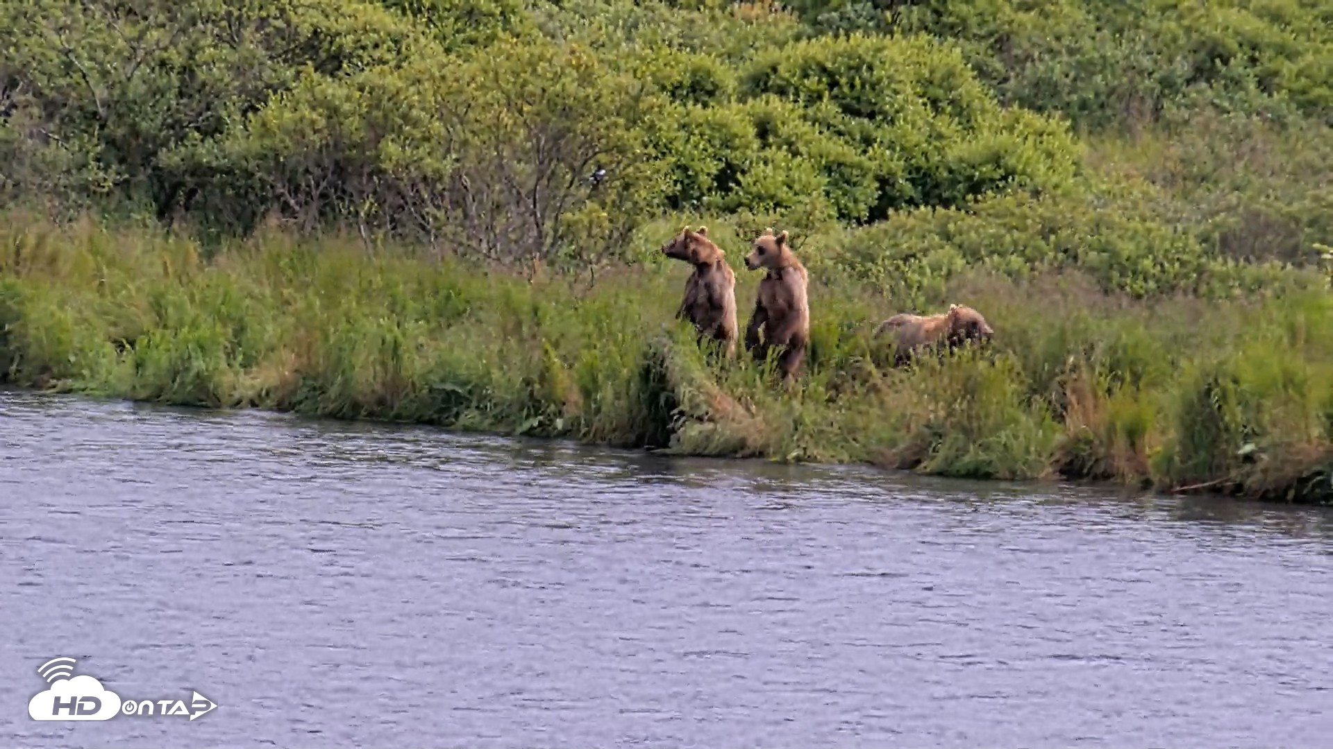 Snapshot of Kodiak Alaska Brown Bears Live Webcam taken Aug 6, 2026, 3:31pm AKDT