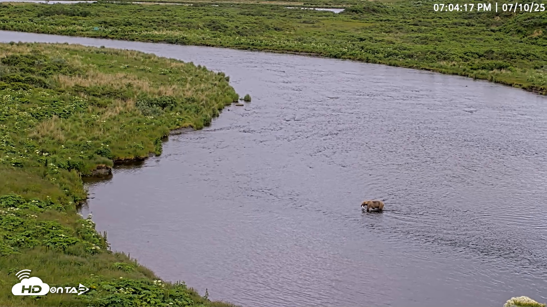 Snapshot of Kodiak Alaska Brown Bears Live Webcam taken Jul 10, 2025, 7:04pm AKDT