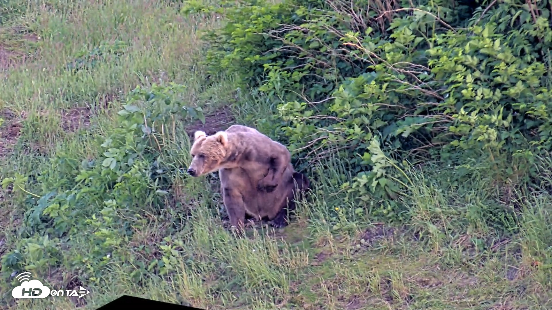 Snapshot of Kodiak Alaska Brown Bears Live Webcam taken Jul 24, 2026, 7:40pm AKDT
