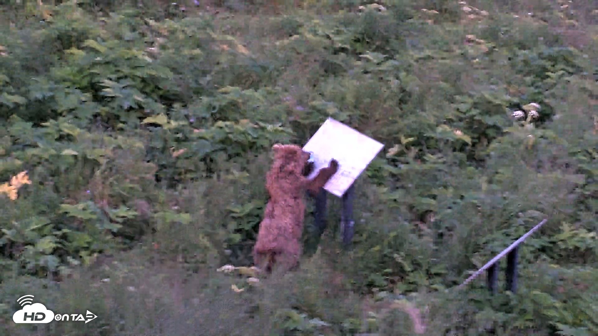 Snapshot of Kodiak Alaska Brown Bears Live Webcam taken Jul 29, 2026, 11:04pm AKDT