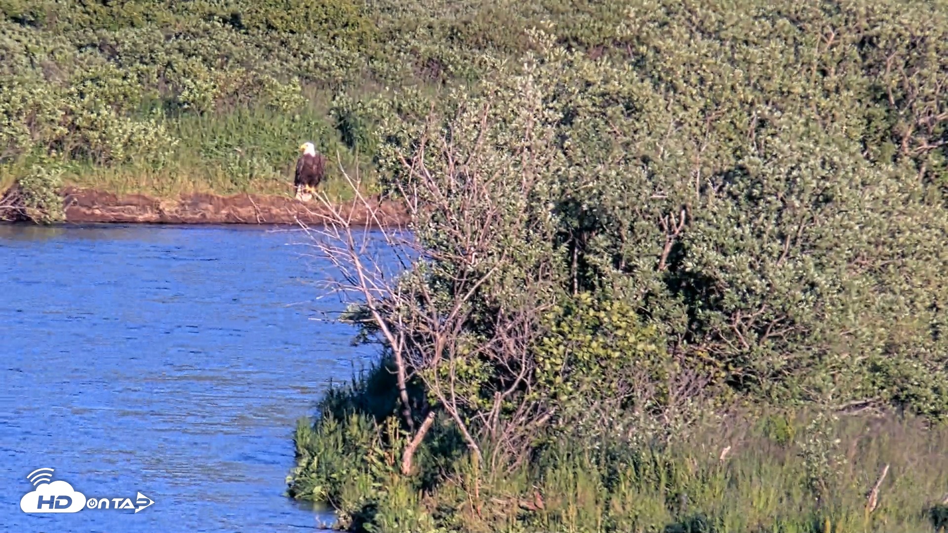 Snapshot of Kodiak Alaska Brown Bears Live Webcam taken Jul 30, 2026, 8:59pm AKDT