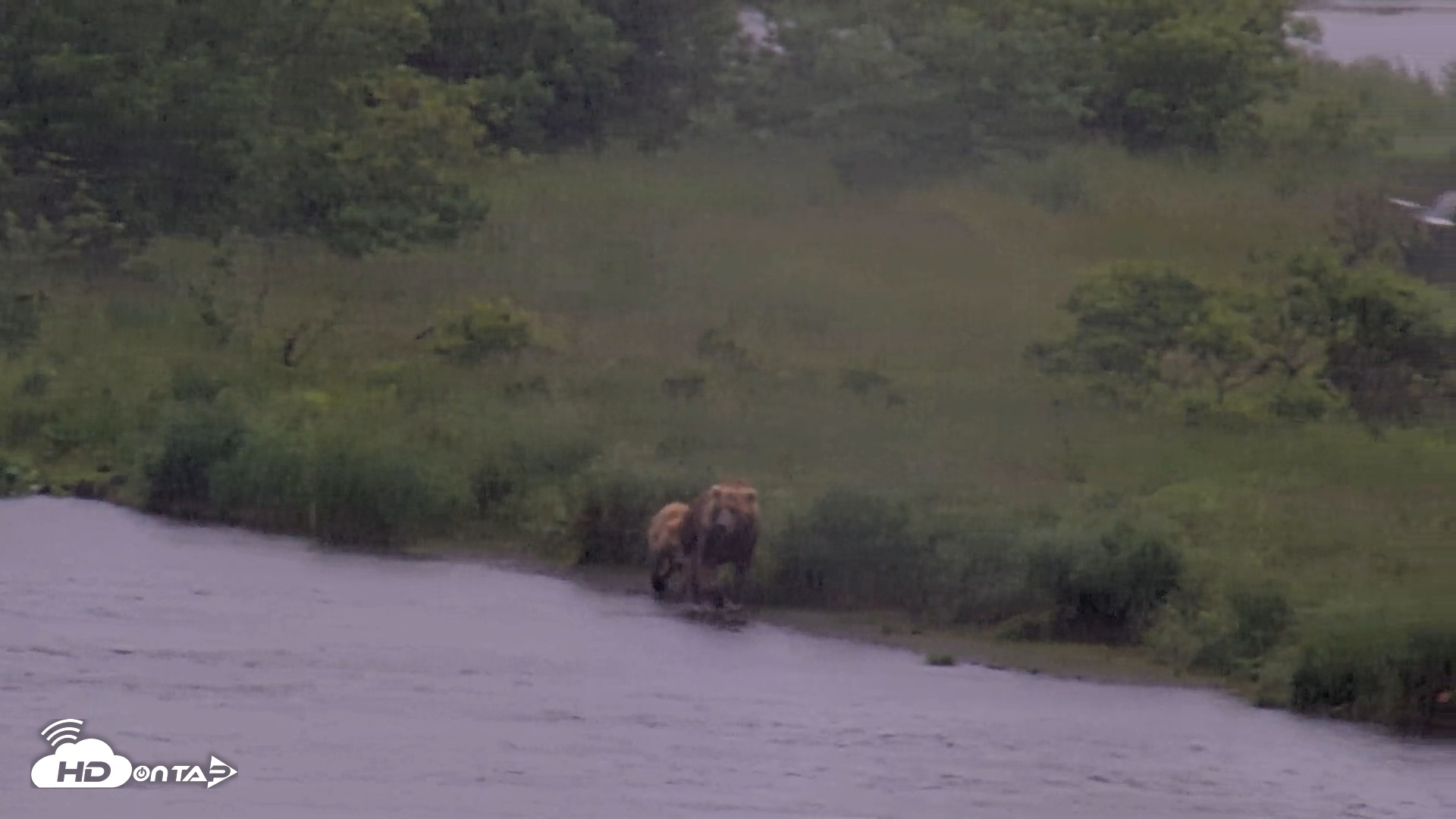 Snapshot of Kodiak Alaska Brown Bears Live Webcam taken Jul 21, 2026, 2:36pm AKDT