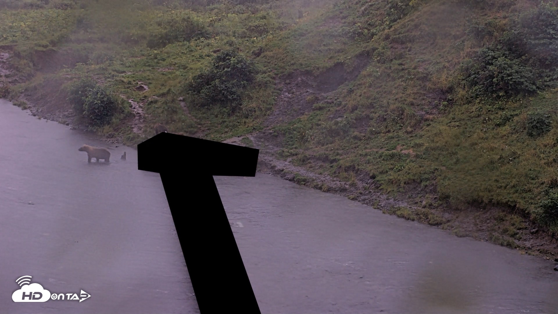 Snapshot of Kodiak Alaska Brown Bears Live Webcam taken Aug 16, 2026, 9:45pm AKDT