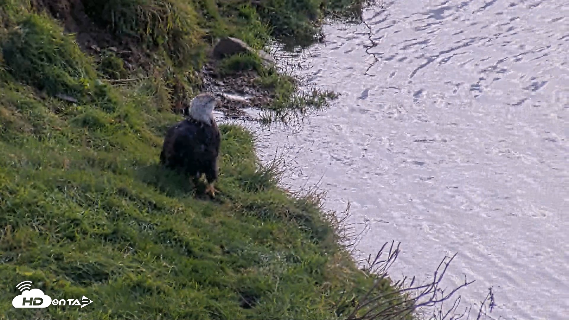 Snapshot of Kodiak Alaska Brown Bears Live Webcam taken Oct 8, 2026, 12:43pm AKDT