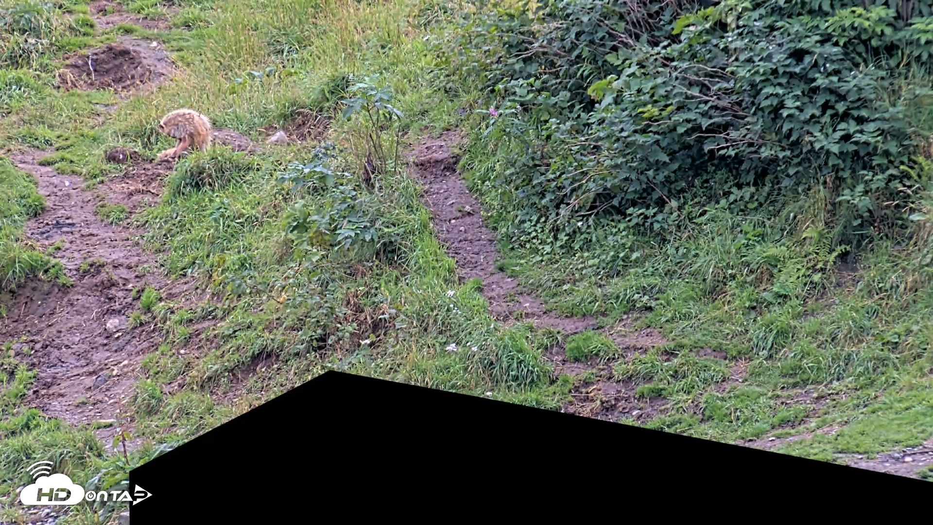 Snapshot of Kodiak Alaska Brown Bears Live Webcam taken Aug 19, 2026, 4:10pm AKDT