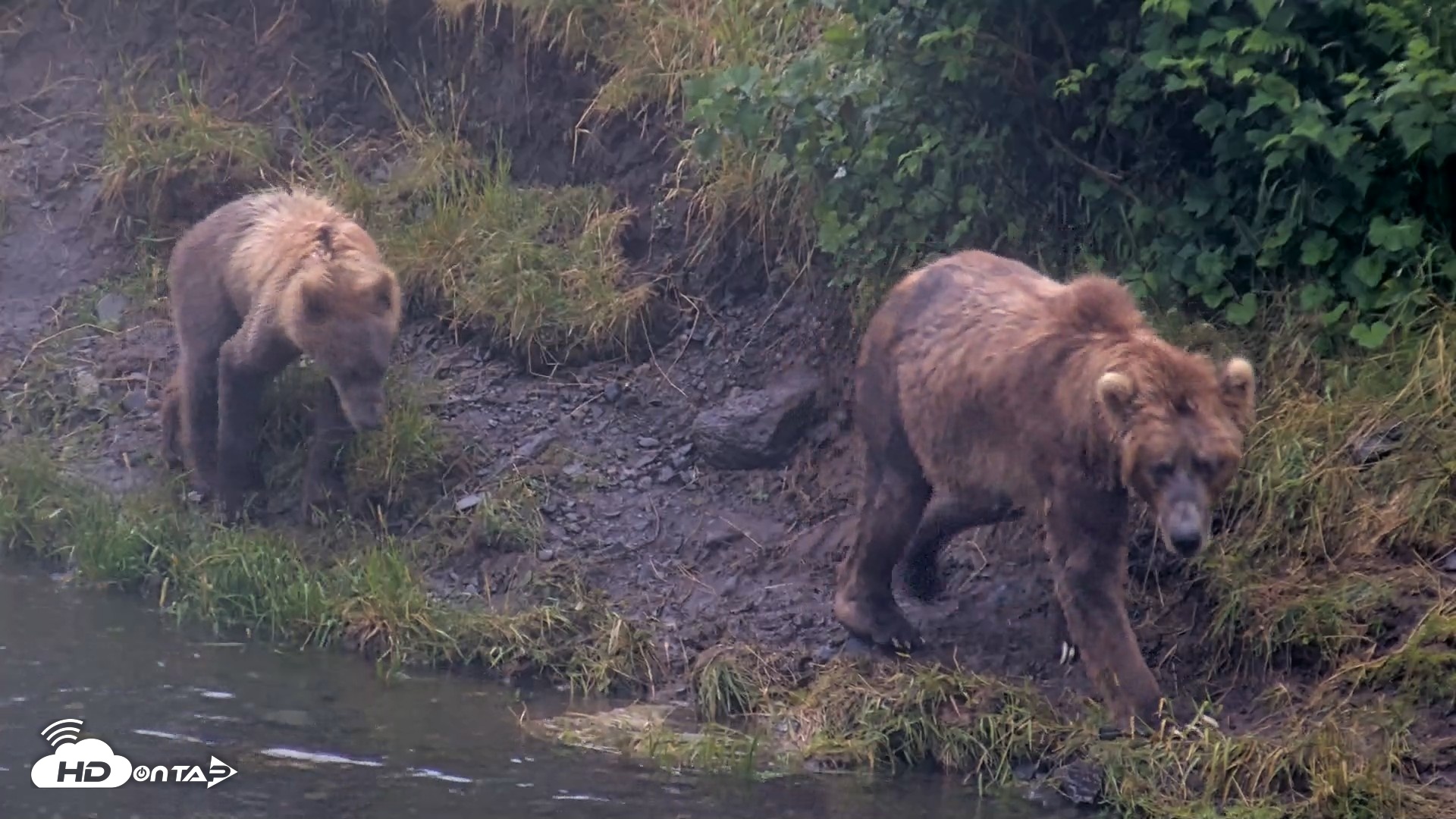 Snapshot of Kodiak Alaska Brown Bears Live Webcam taken Aug 4, 2026, 7:12am AKDT