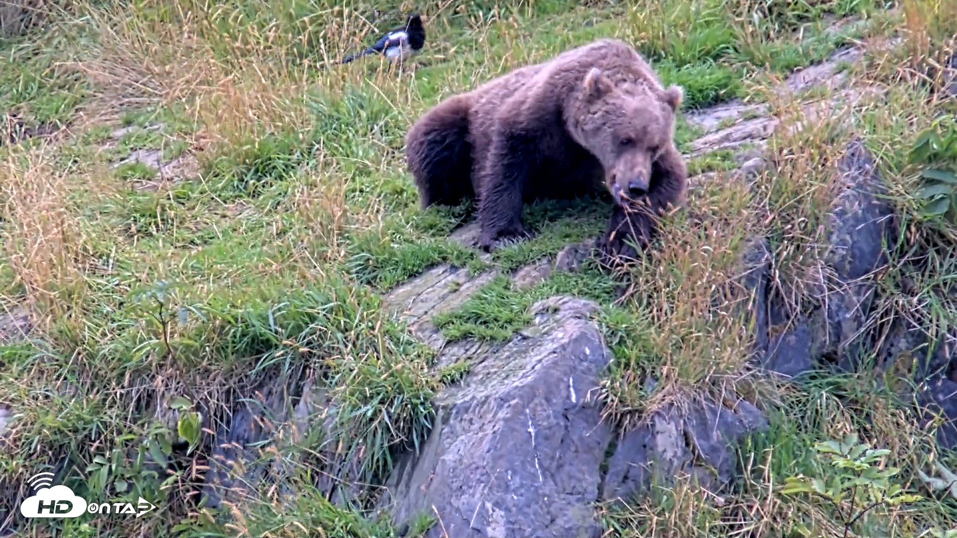 Snapshot of Kodiak Alaska Brown Bears Live Webcam taken Aug 21, 2026, 12:54pm AKDT