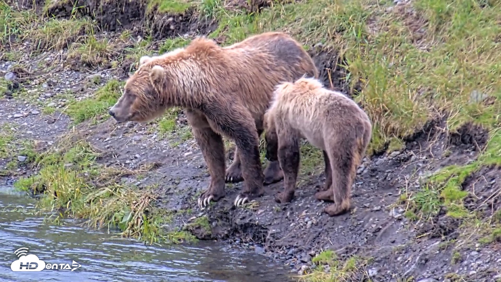 Snapshot of Kodiak Alaska Brown Bears Live Webcam taken Aug 4, 2026, 5:31pm AKDT