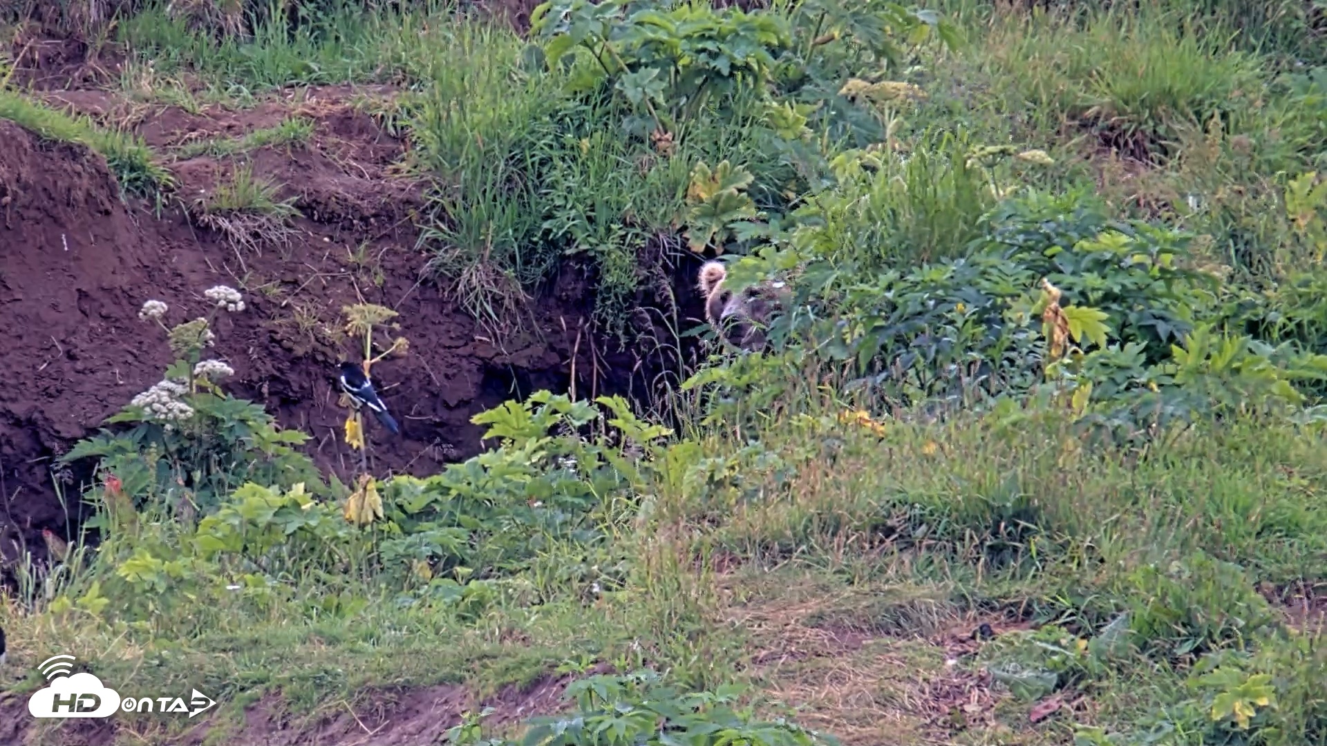 Snapshot of Kodiak Alaska Brown Bears Live Webcam taken Aug 5, 2026, 2:01pm AKDT