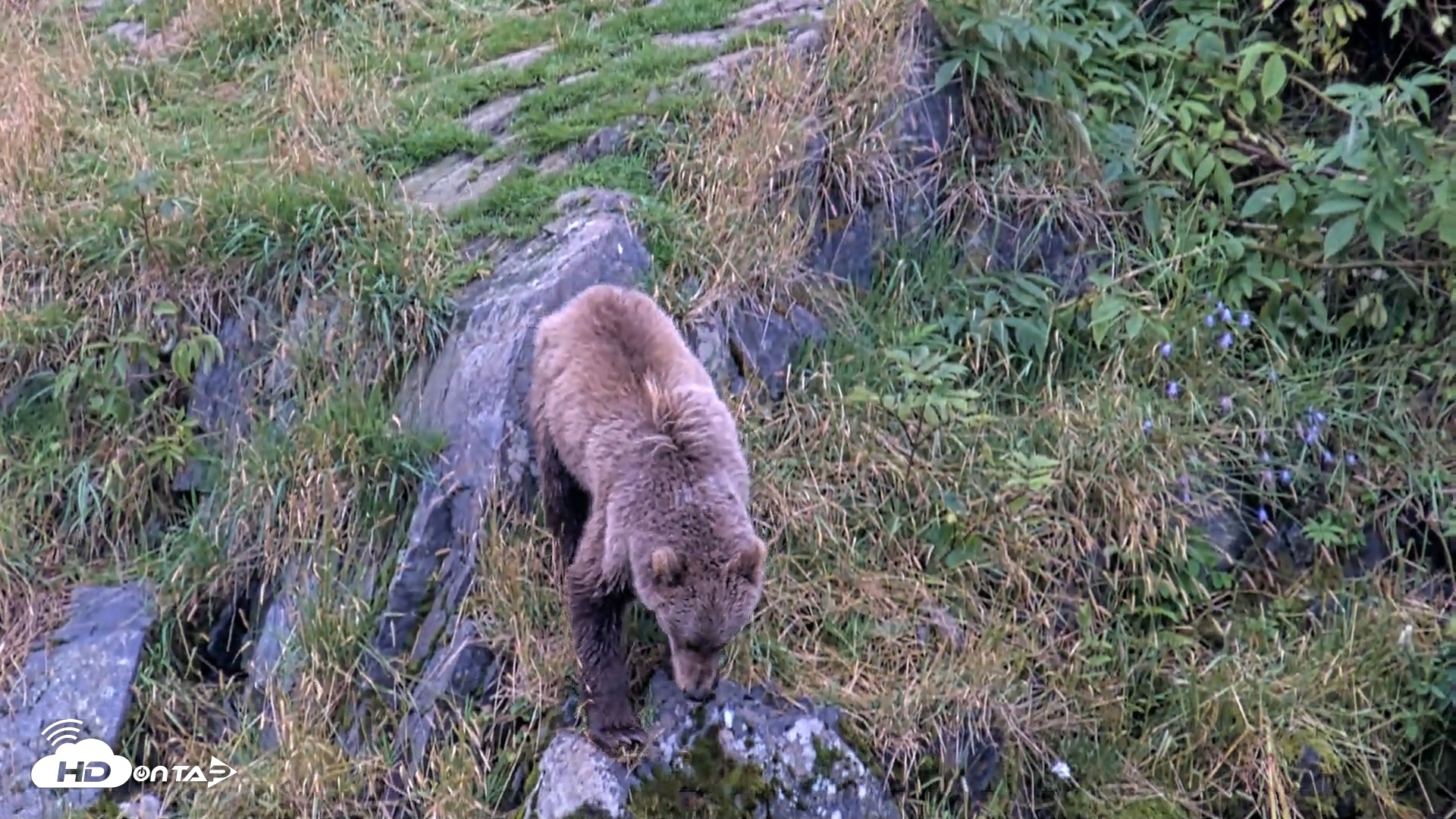 Snapshot of Kodiak Alaska Brown Bears Live Webcam taken Aug 19, 2026, 5:48pm AKDT