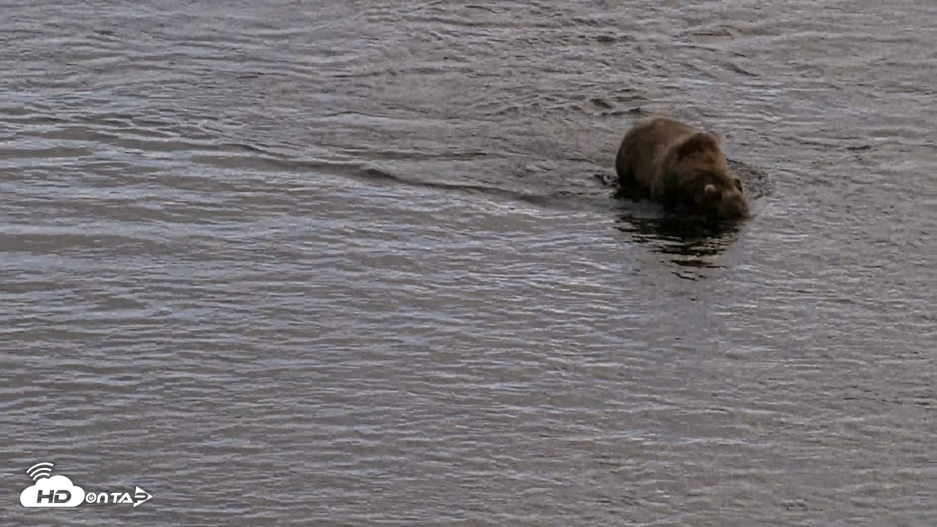 Snapshot of Kodiak Alaska Brown Bears Live Webcam taken Aug 20, 2026, 5:19pm AKDT