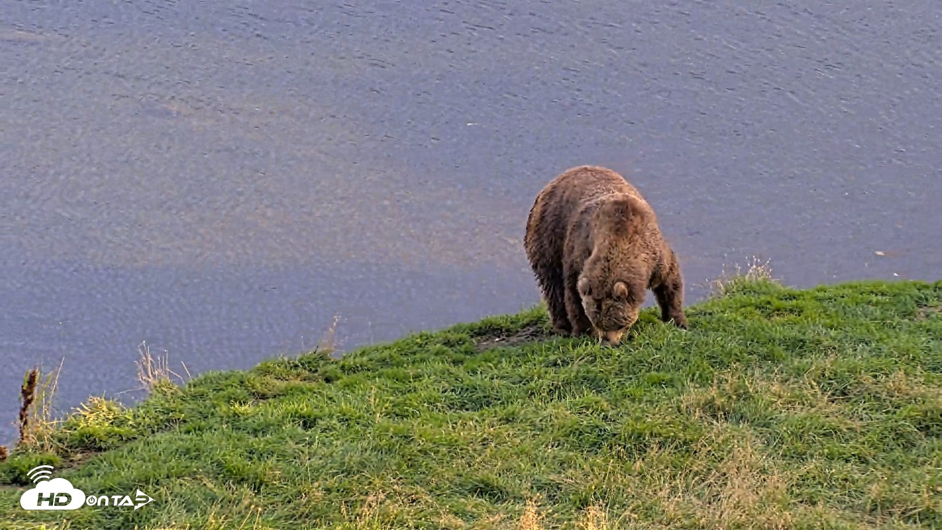 Snapshot of Kodiak Alaska Brown Bears Live Webcam taken Oct 2, 2026, 6:24pm AKDT