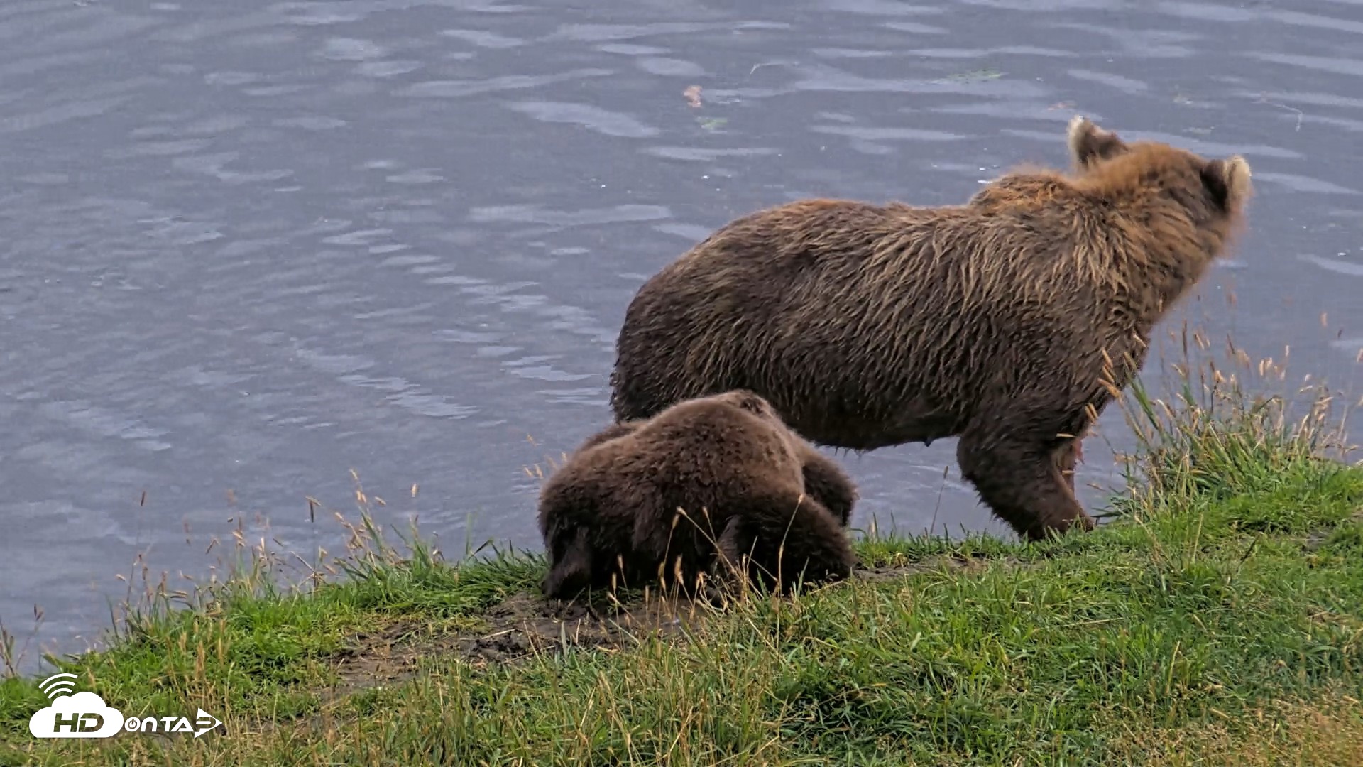Snapshot of Kodiak Alaska Brown Bears Live Webcam taken Aug 20, 2026, 8:23pm AKDT