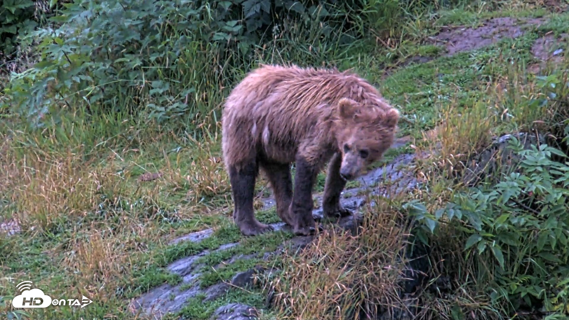 Snapshot of Kodiak Alaska Brown Bears Live Webcam taken Aug 13, 2026, 6:57am AKDT
