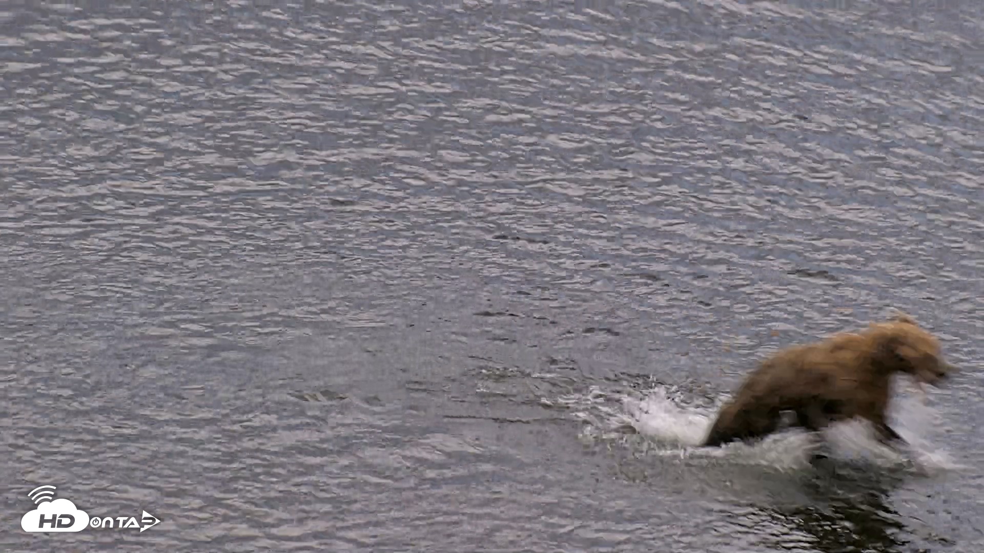 Snapshot of Kodiak Alaska Brown Bears Live Webcam taken Aug 20, 2026, 8:22pm AKDT