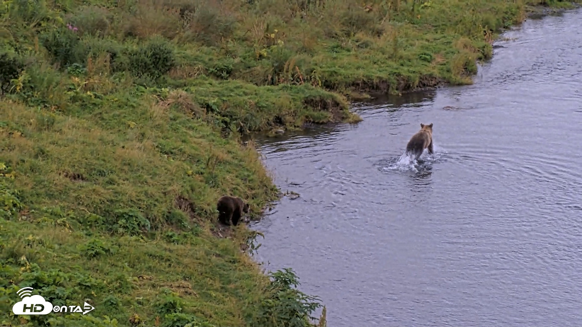 Snapshot of Kodiak Alaska Brown Bears Live Webcam taken Aug 20, 2026, 6:06pm AKDT