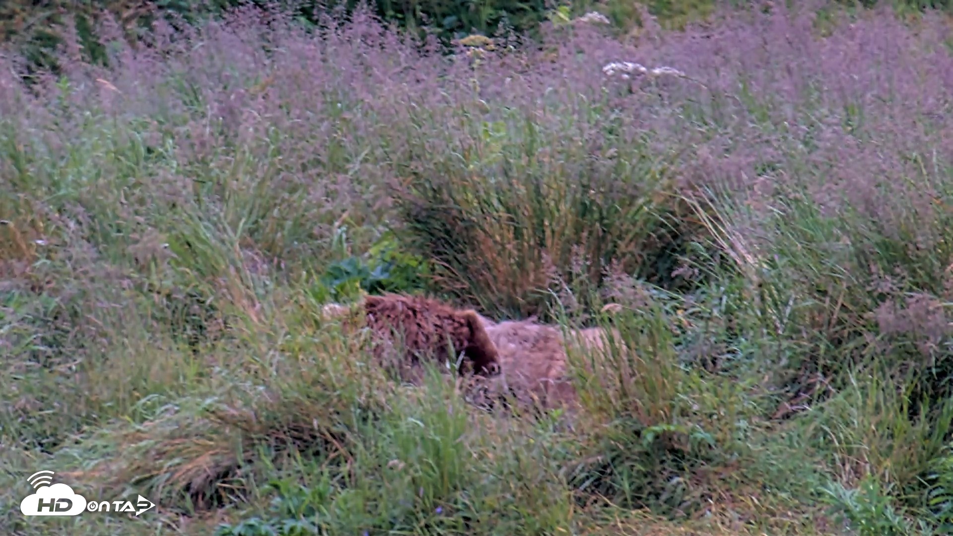 Snapshot of Kodiak Alaska Brown Bears Live Webcam taken Aug 7, 2026, 7:57am AKDT