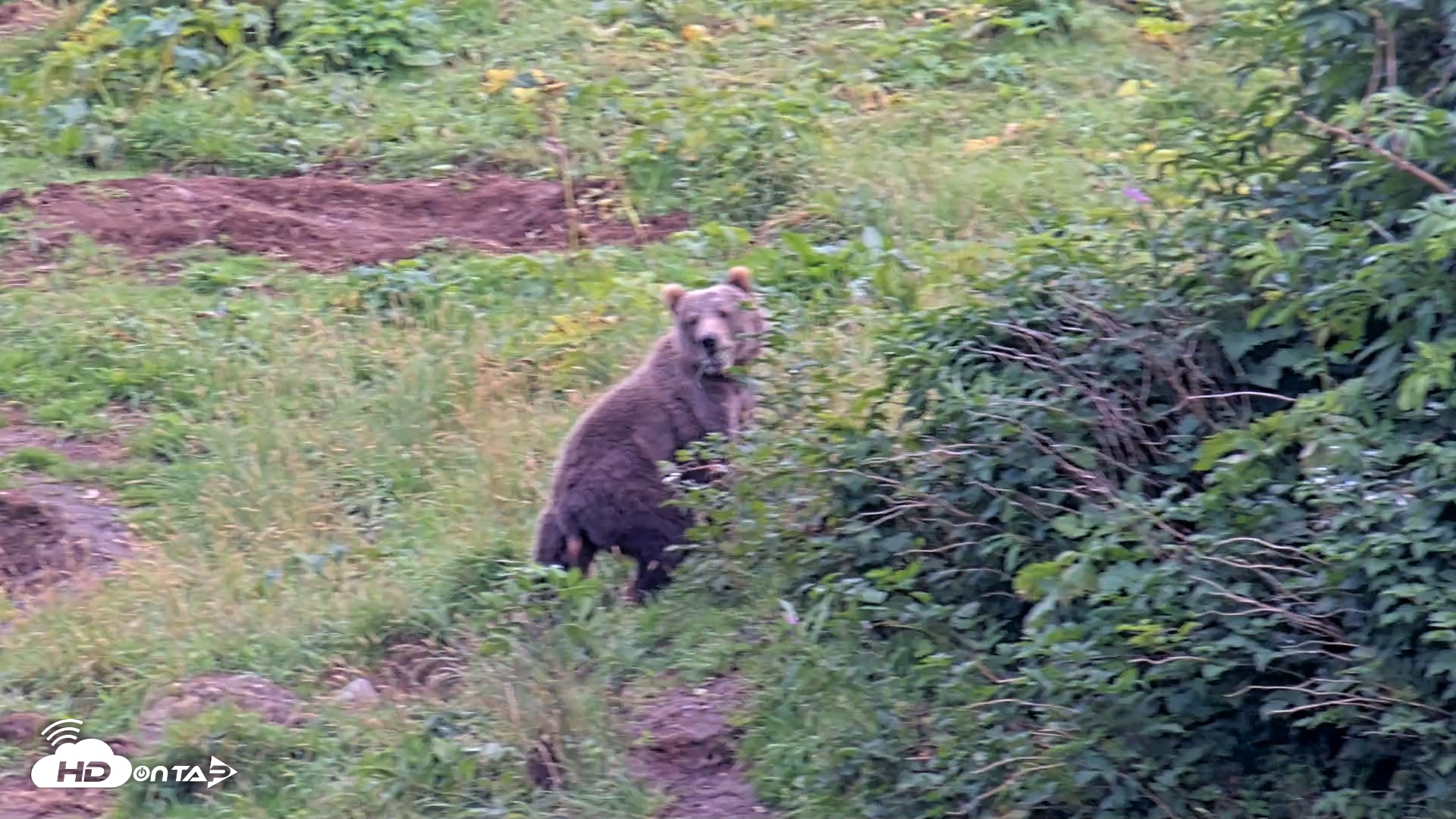 Snapshot of Kodiak Alaska Brown Bears Live Webcam taken Aug 20, 2026, 6:48pm AKDT