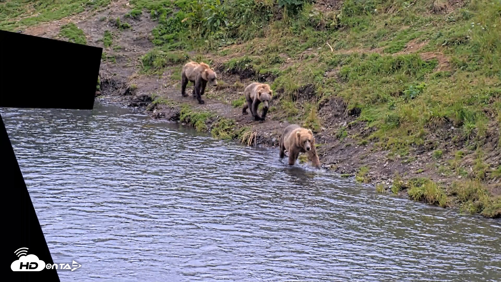 Snapshot of Kodiak Alaska Brown Bears Live Webcam taken Aug 11, 2026, 4:46pm AKDT