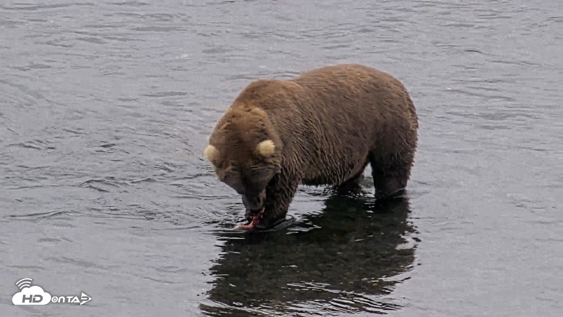 Snapshot of Kodiak Alaska Brown Bears Live Webcam taken Aug 18, 2026, 4:58pm AKDT