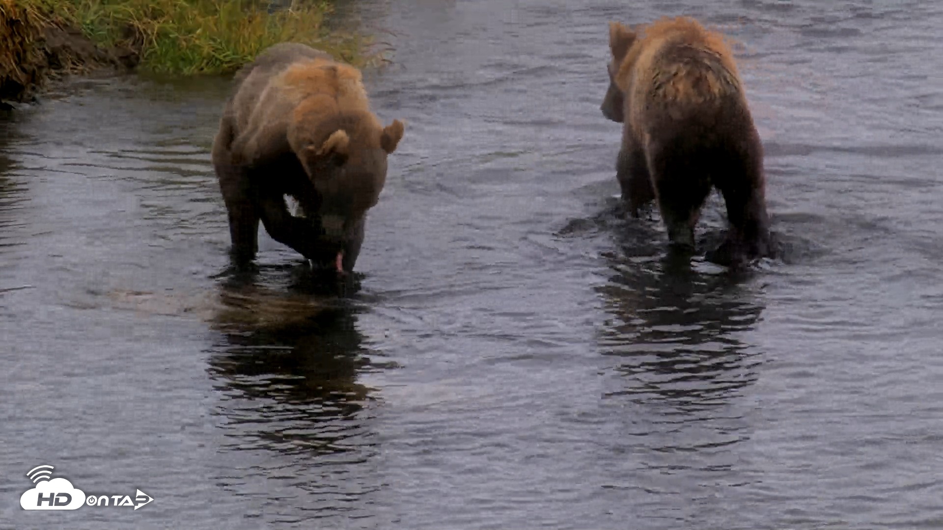Snapshot of Kodiak Alaska Brown Bears Live Webcam taken Aug 13, 2026, 4:50pm AKDT