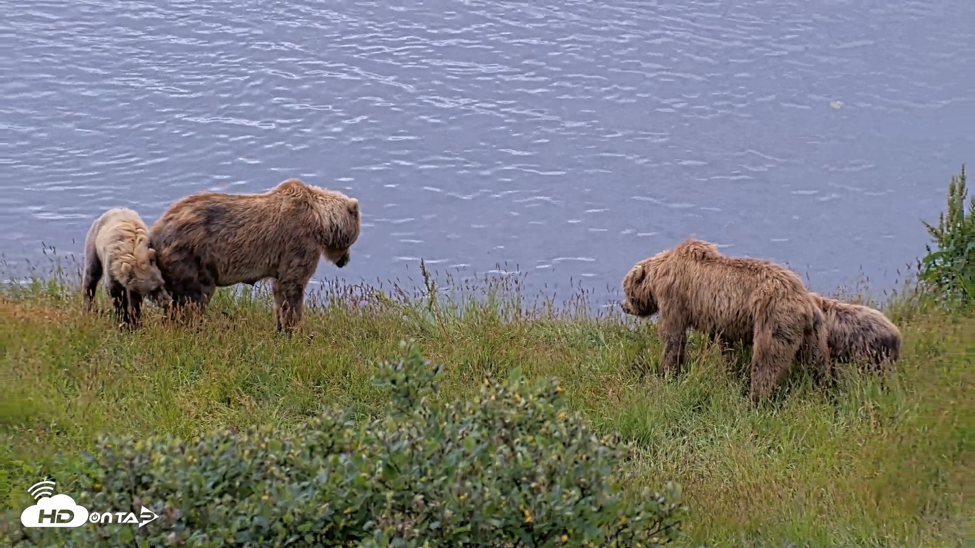 Snapshot of Kodiak Alaska Brown Bears Live Webcam taken Aug 2, 2026, 11:07am AKDT