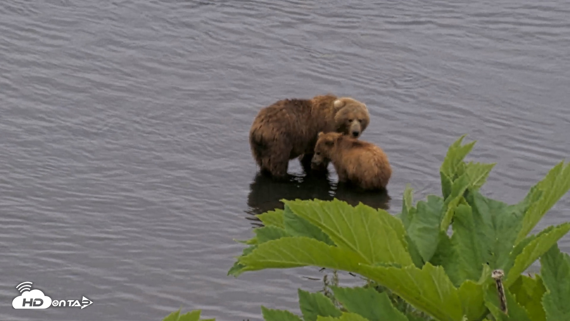 Snapshot of Kodiak Alaska Brown Bears Live Webcam taken Jul 12, 2026, 2:08pm AKDT
