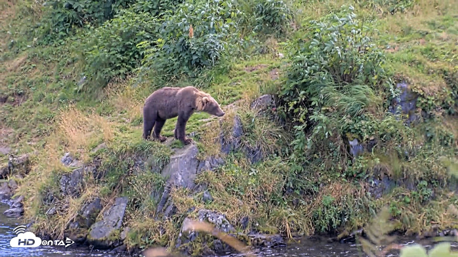 Snapshot of Kodiak Alaska Brown Bears Live Webcam taken Aug 23, 2026, 3:39pm AKDT