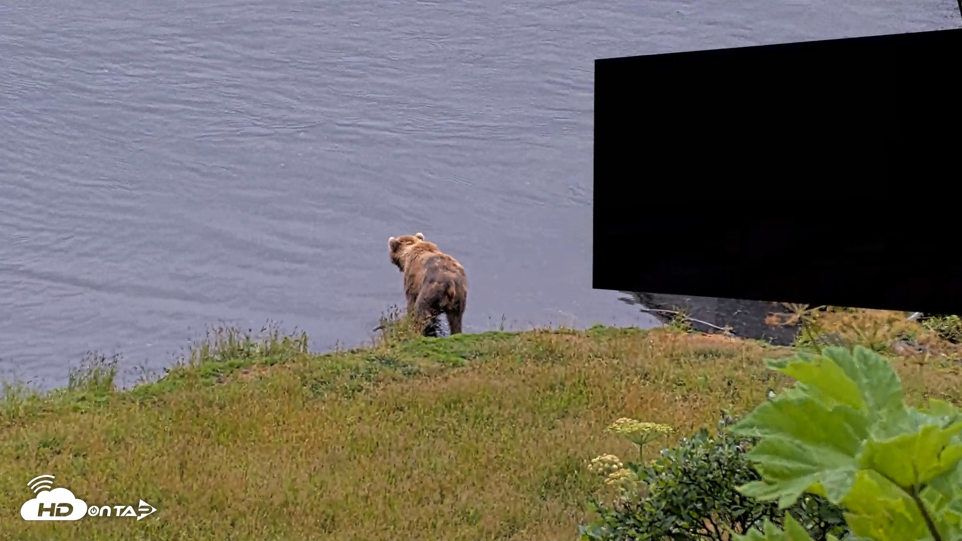 Snapshot of Kodiak Alaska Brown Bears Live Webcam taken Aug 3, 2026, 8:42am AKDT