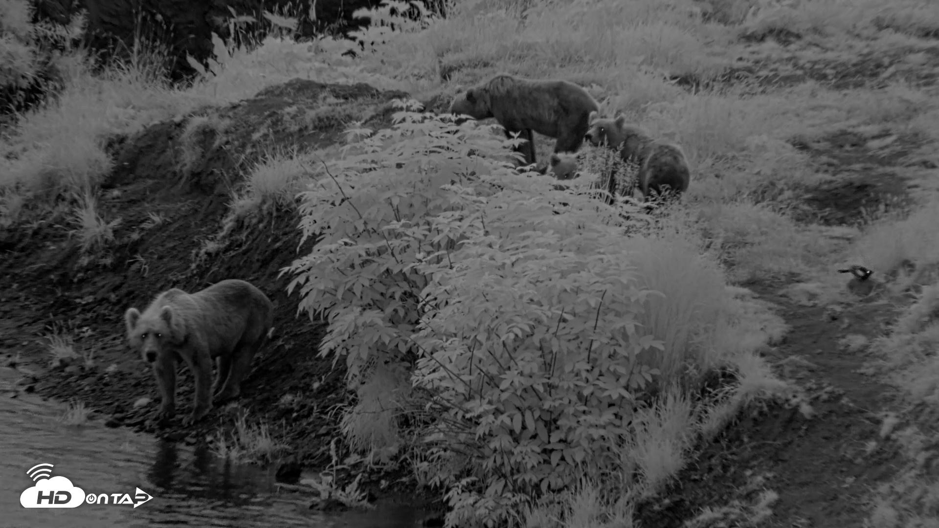 Snapshot of Kodiak Alaska Brown Bears Live Webcam taken Aug 12, 2026, 6:22am AKDT