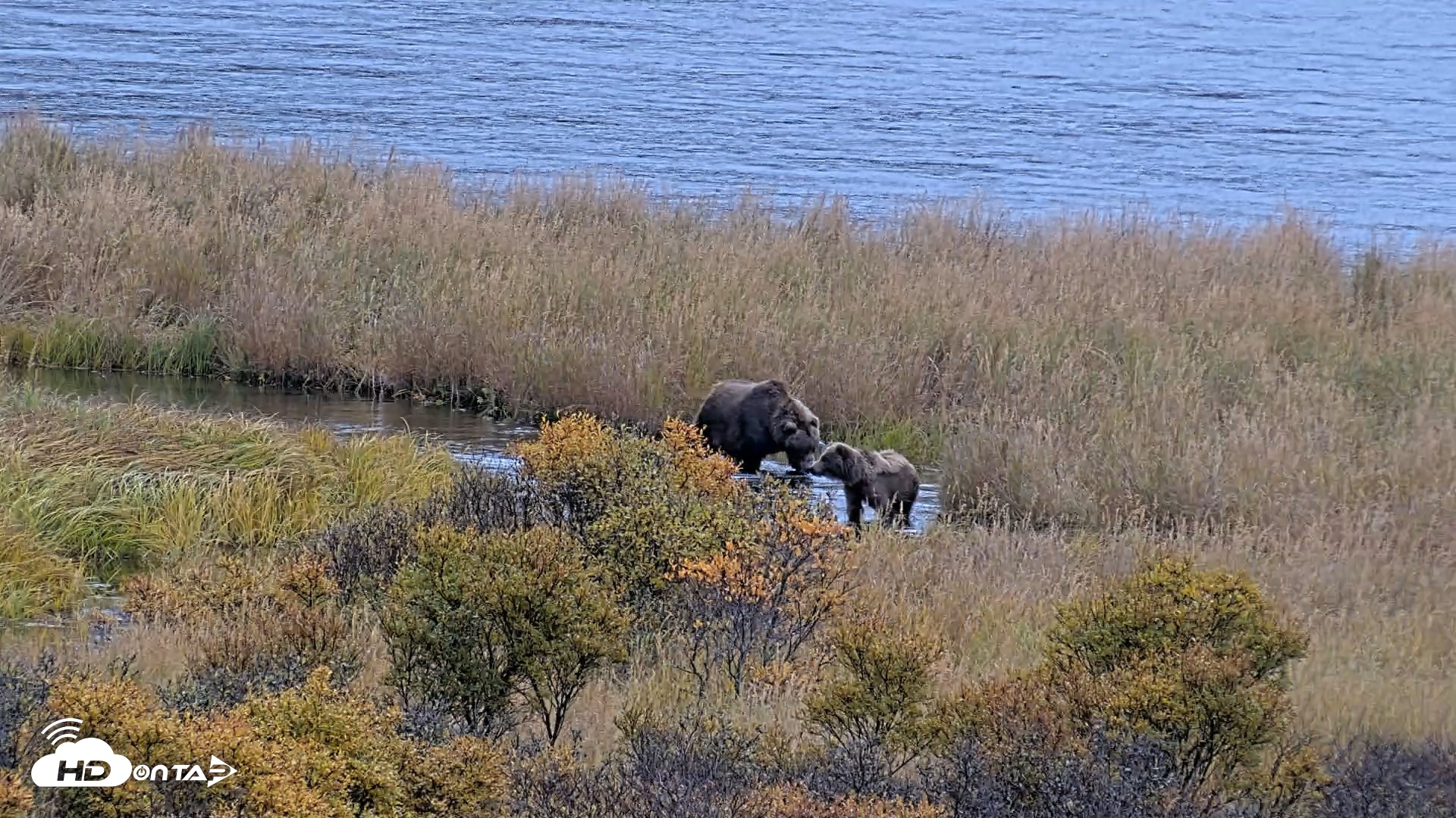 Snapshot of Kodiak Alaska Brown Bears Live Webcam taken Oct 6, 2026, 11:23am AKDT