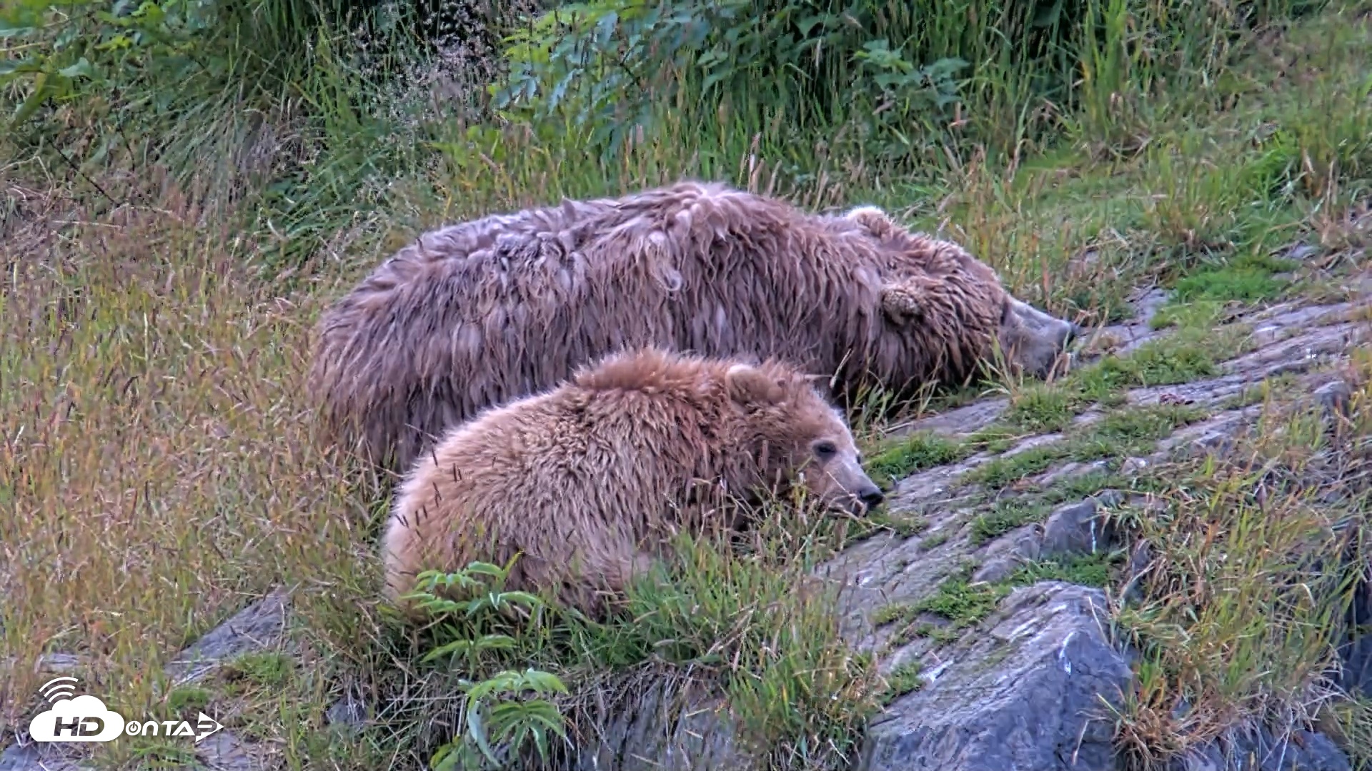 Snapshot of Kodiak Alaska Brown Bears Live Webcam taken Aug 3, 2026, 7:47am AKDT
