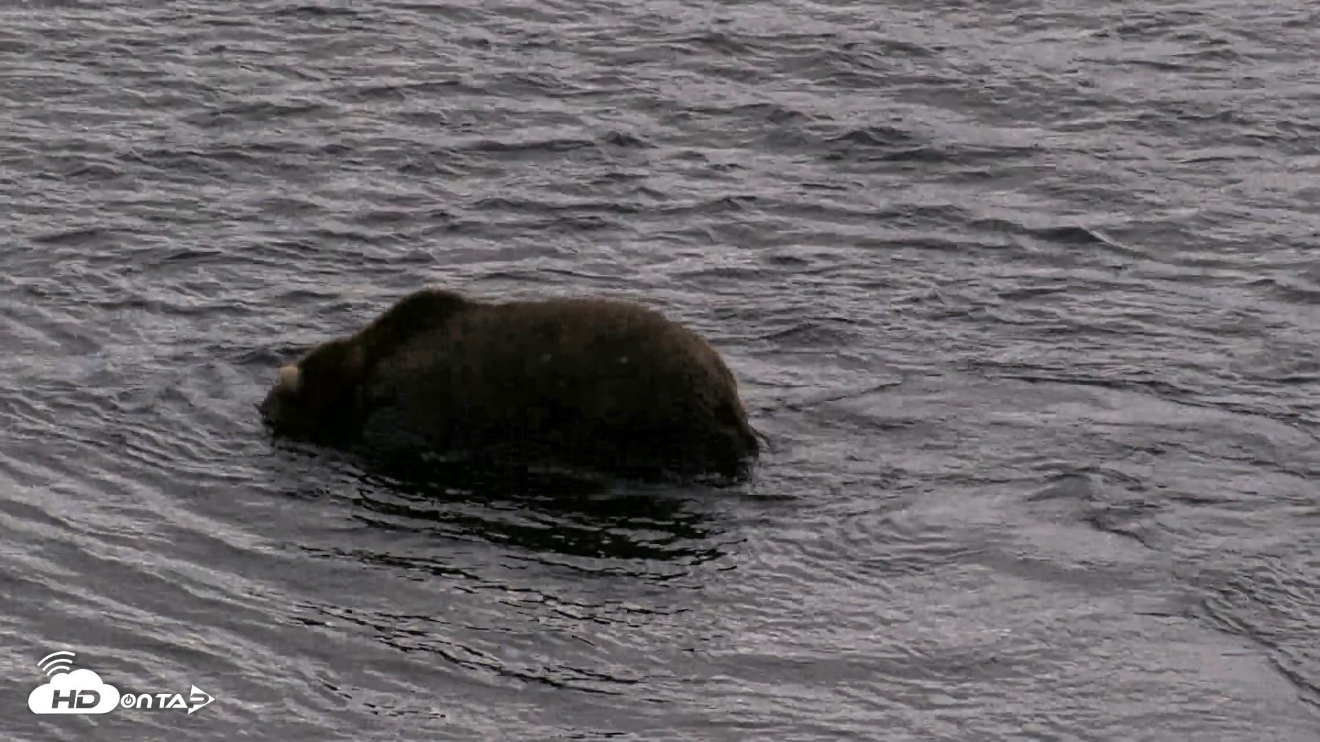 Snapshot of Kodiak Alaska Brown Bears Live Webcam taken Aug 20, 2026, 5:44pm AKDT