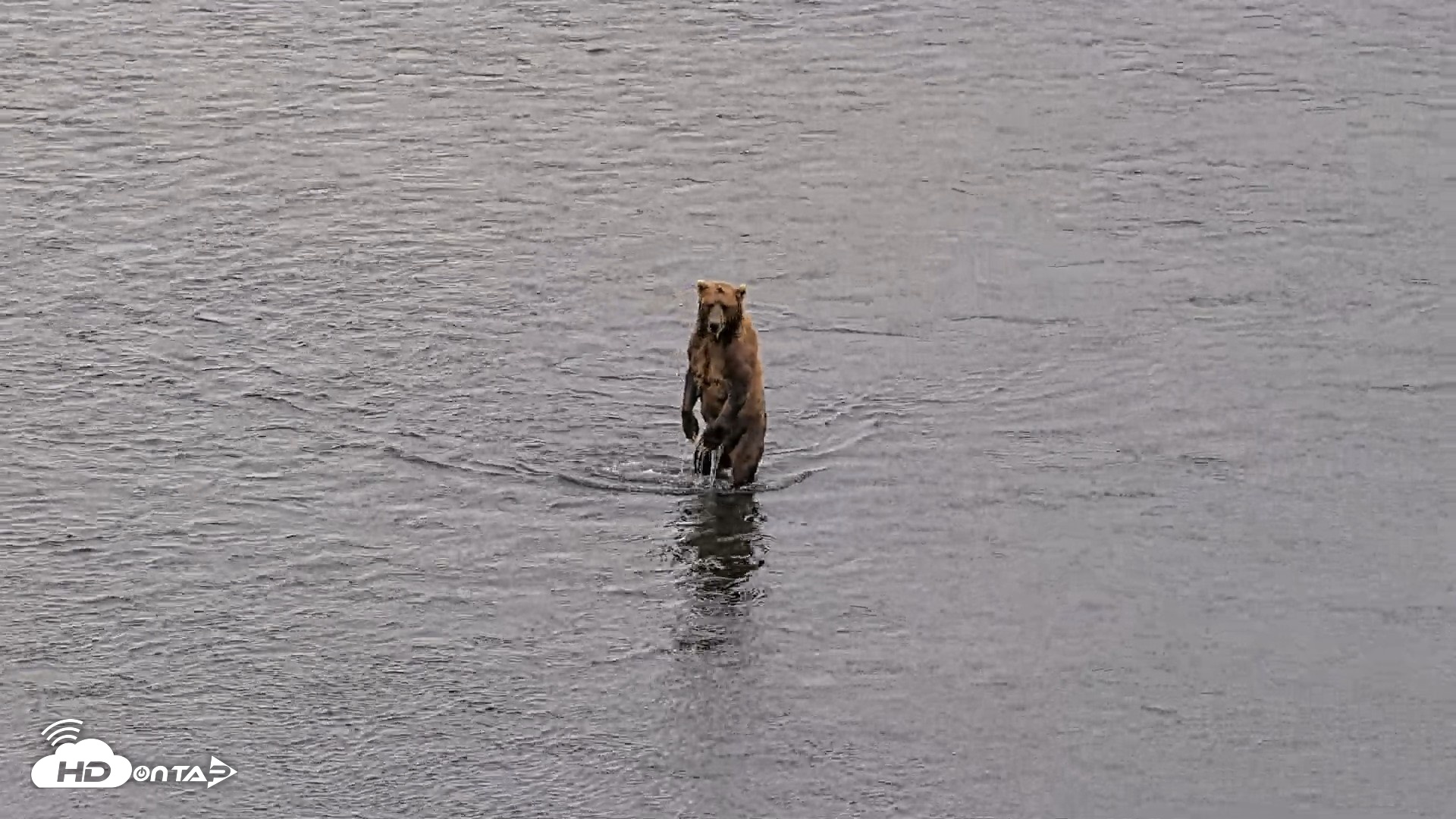 Snapshot of Kodiak Alaska Brown Bears Live Webcam taken Aug 4, 2026, 6:24pm AKDT