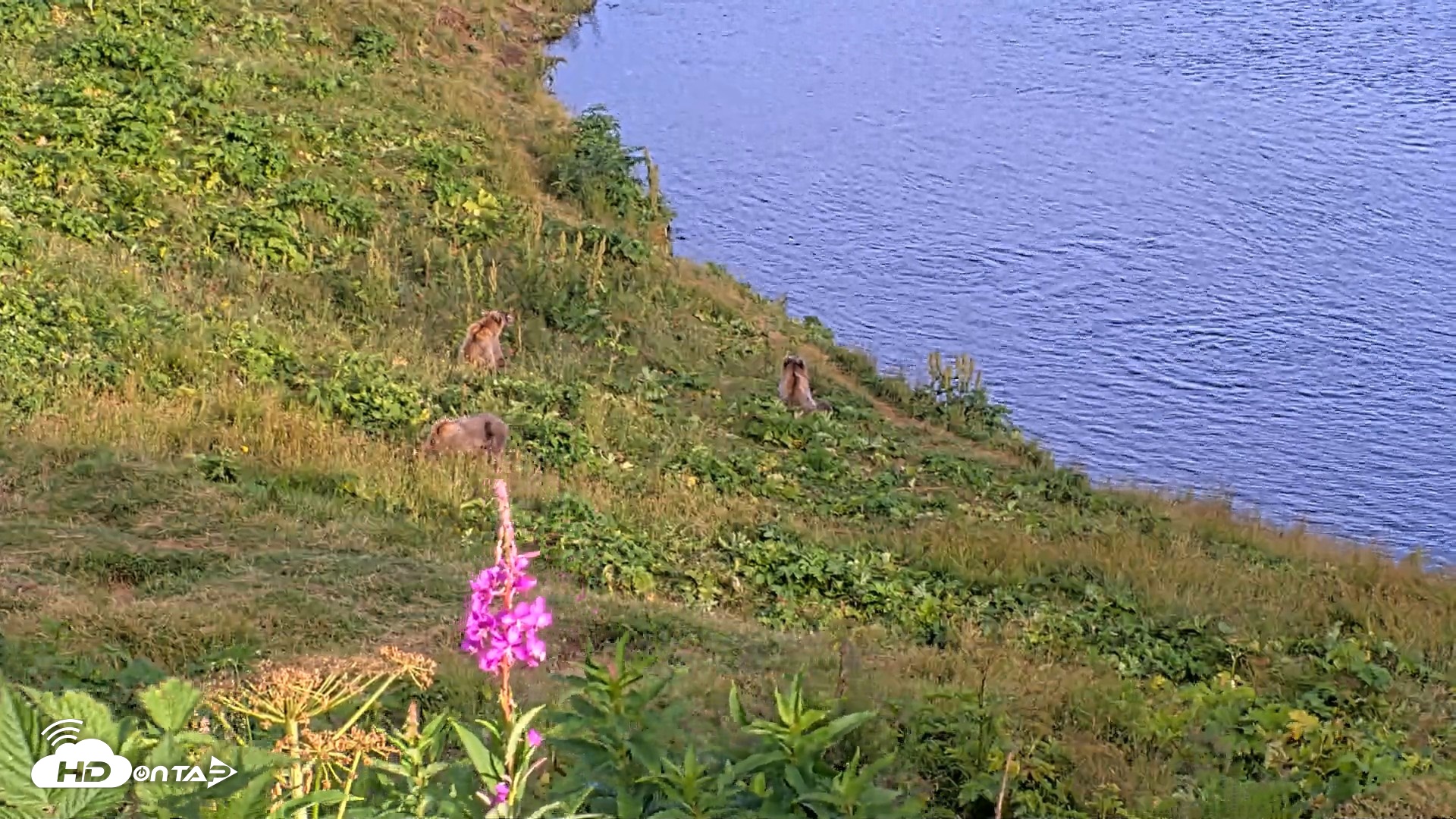 Snapshot of Kodiak Alaska Brown Bears Live Webcam taken Aug 11, 2026, 7:59pm AKDT