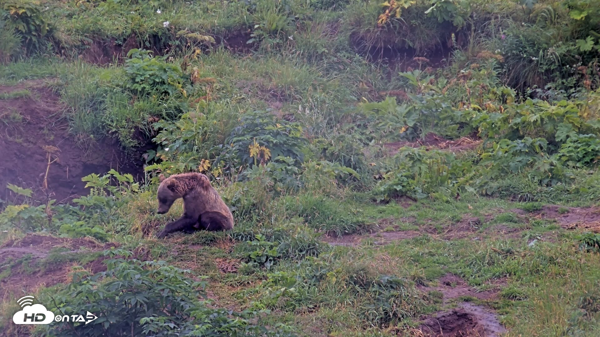 Snapshot of Kodiak Alaska Brown Bears Live Webcam taken Aug 14, 2026, 10:13am AKDT