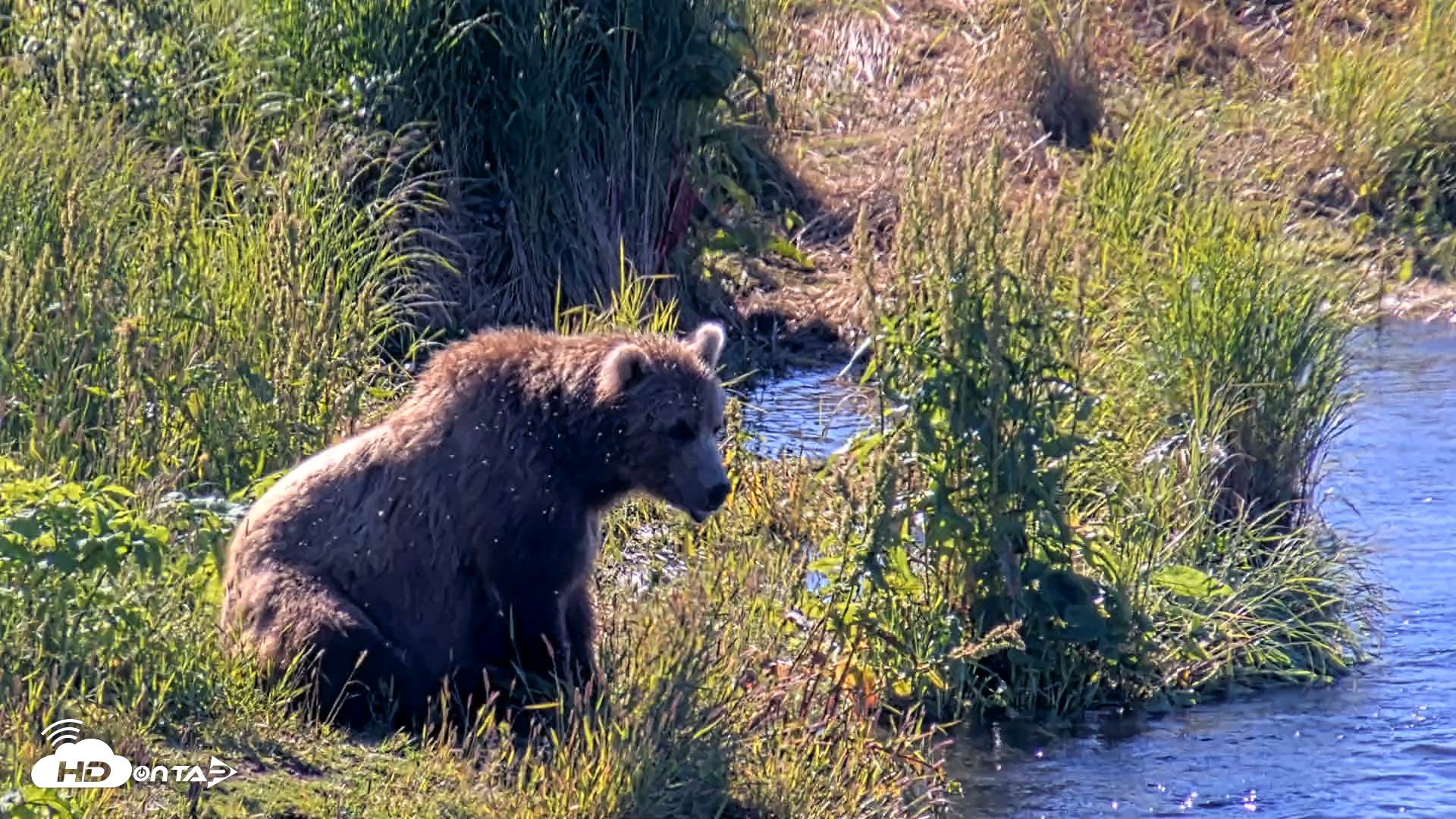 Snapshot of Kodiak Alaska Brown Bears Live Webcam taken Jul 31, 2026, 10:34am AKDT