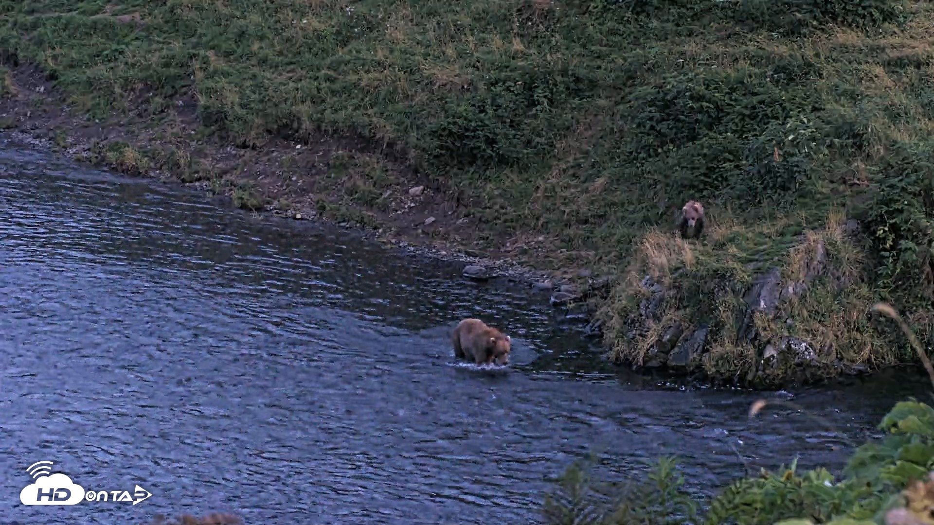 Snapshot of Kodiak Alaska Brown Bears Live Webcam taken Aug 26, 2026, 9:51pm AKDT