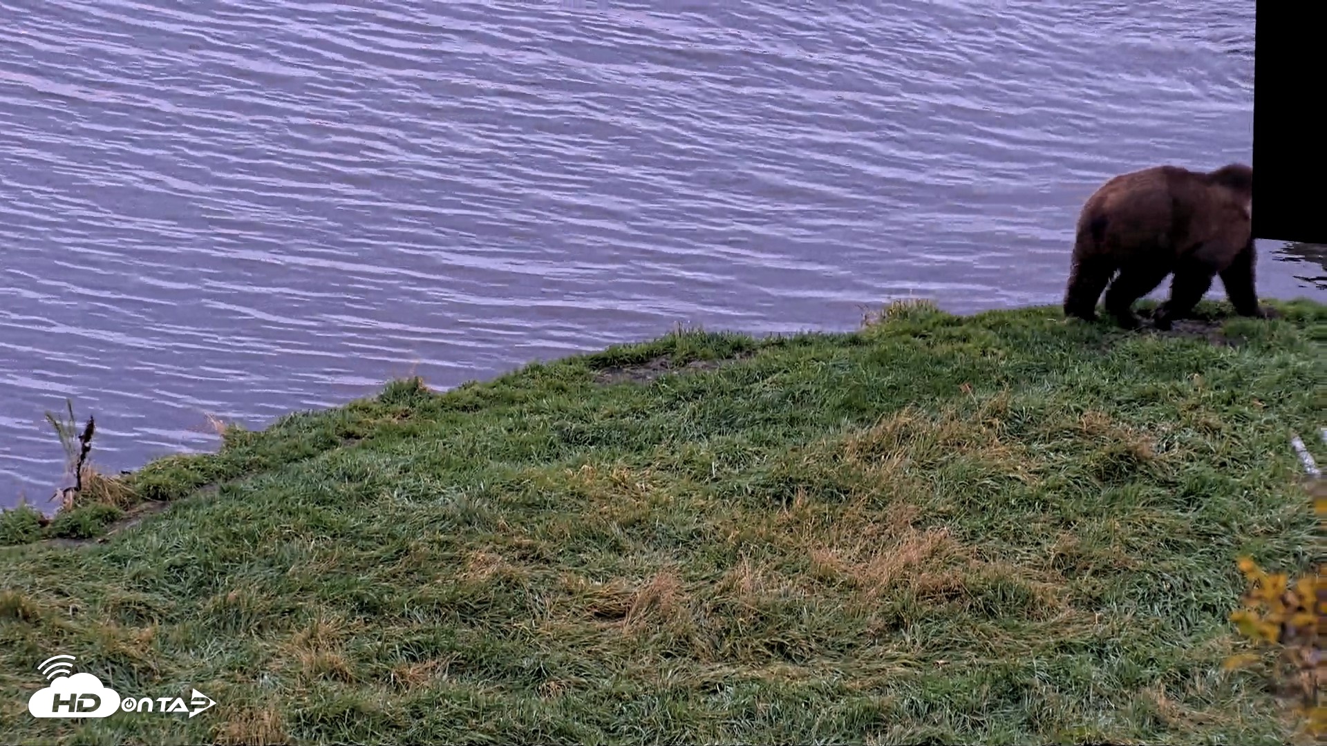 Snapshot of Kodiak Alaska Brown Bears Live Webcam taken Oct 8, 2026, 8:43am AKDT
