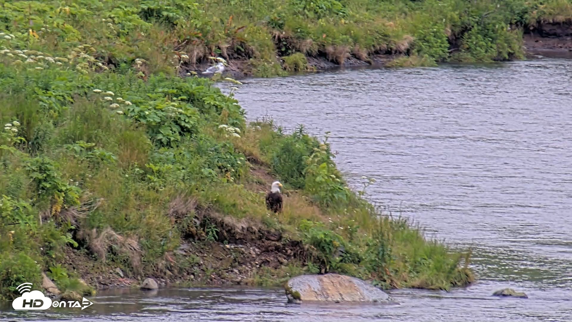 Snapshot of Kodiak Alaska Brown Bears Live Webcam taken Aug 4, 2026, 8:52pm AKDT